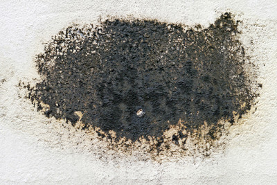 Black Mold Testing  Toxic Mold Testing Kits for Home and Office, Dallas,  Texas –